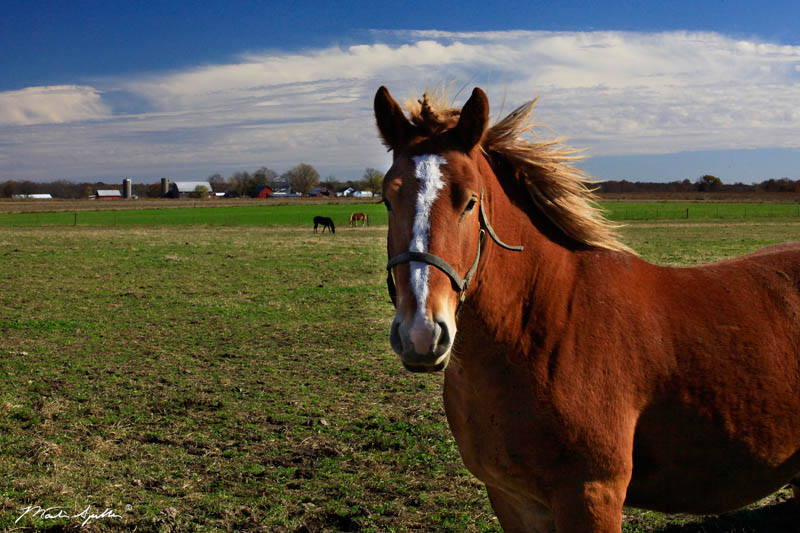 Amish Draft Horse