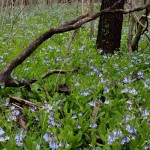 Angled Blue Bells