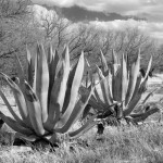 Arivaca Aloe