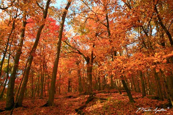 Maples Autumn Crimson
