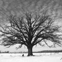 Burr Oak In Winter