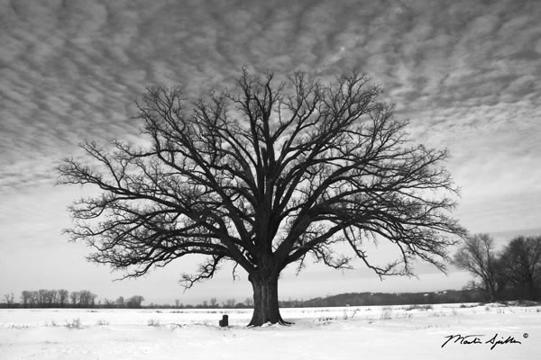 Burr Oak In Winter