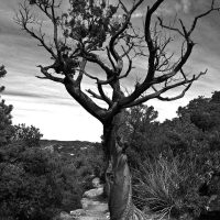 Chiricahua Dancing Tree