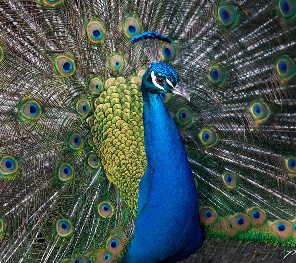 Peacock Eyes - Martin Spilker Photography