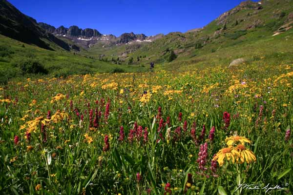 Floral American Basin