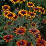 Gerber Daisies