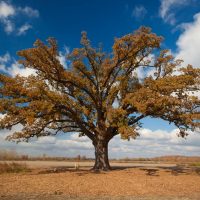 Golden Burr Oak
