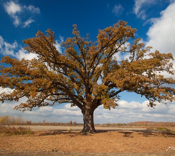 Golden Burr Oak - Martin Spilker Photography