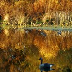 Goose In Reflection