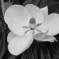 Magnolia of Magnolia