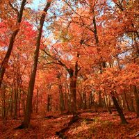 Maples Autumn Crimson