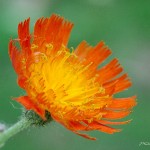 Namekagon Paintbrush