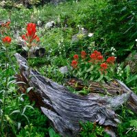 Indian Paintbrush And Deadwood