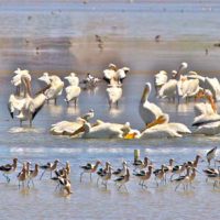 Pelicans Of Laguna Madre