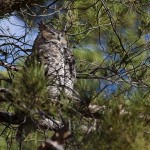 Sleeping Owl