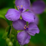 Spiderwort Delight