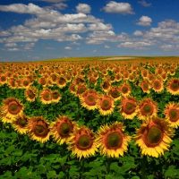 Sunflower Morning Glory