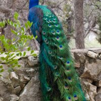 Peacock Wall Of Enchantment