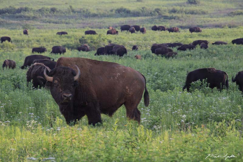 Prairie Bison - Martin Spilker Photography