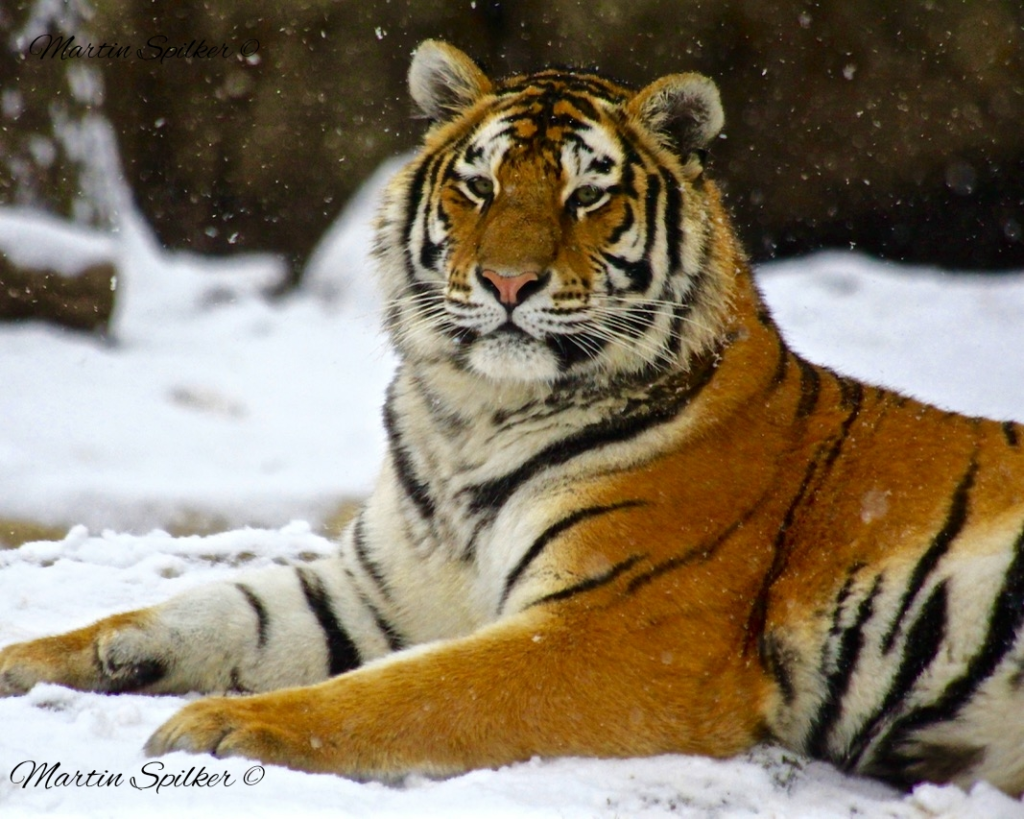 Tiger Pose - Martin Spilker Photography