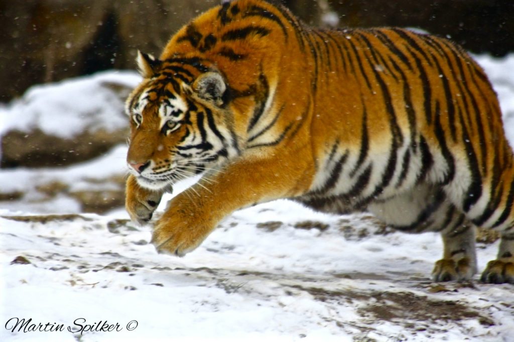 Tiger Pounce - Martin Spilker Photography