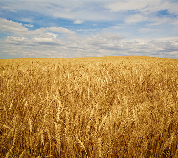 Amber Waves of Wheat - Martin Spilker Photography